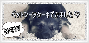 ペットシーツケーキ